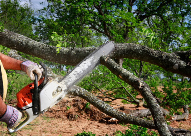 Tree Root Removal in Ville Platte, LA